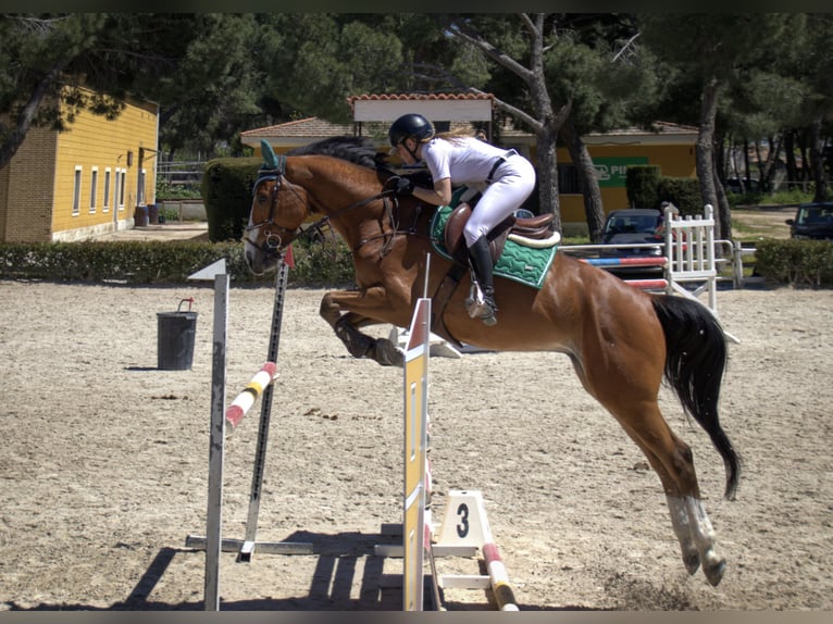 Anglo árabe Caballo castrado 6 años 165 cm Castaño in Madrid