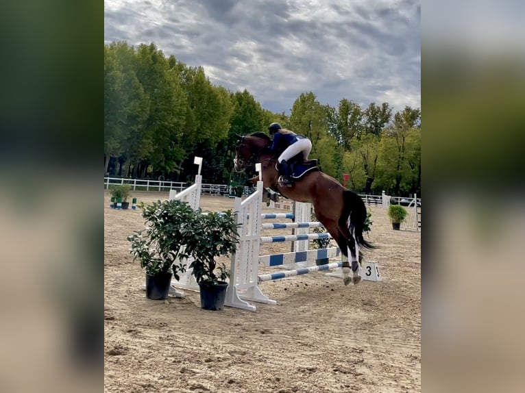 Anglo árabe Caballo castrado 6 años 165 cm Castaño in Madrid