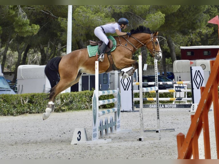 Anglo árabe Caballo castrado 6 años 165 cm Castaño in Madrid