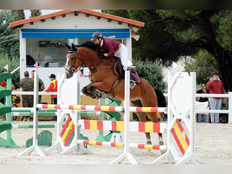 Anglo árabe Caballo castrado 6 años 165 cm Castaño in Madrid