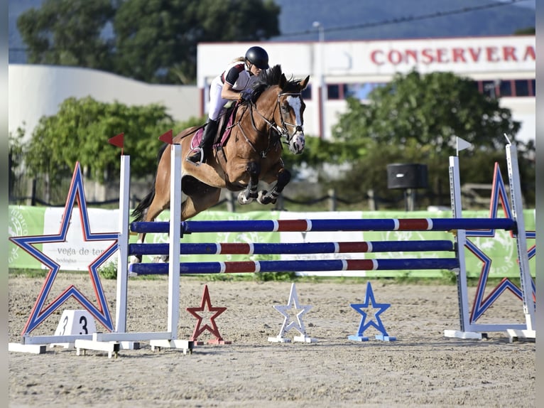 Anglo árabe Caballo castrado 6 años 165 cm Castaño in Madrid