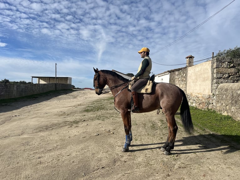 caballo árabe ruano azul