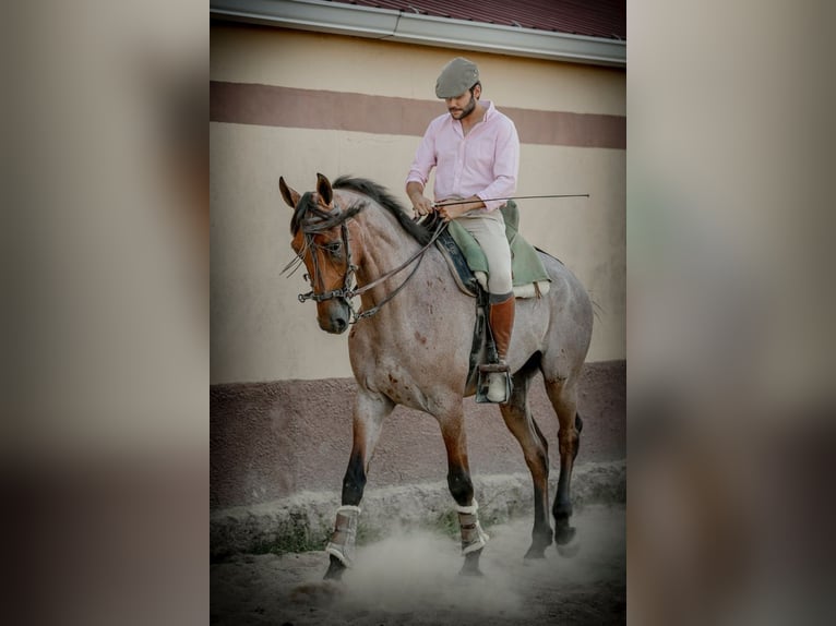 Anglo árabe Caballo castrado 6 años 167 cm Ruano azulado in Albala