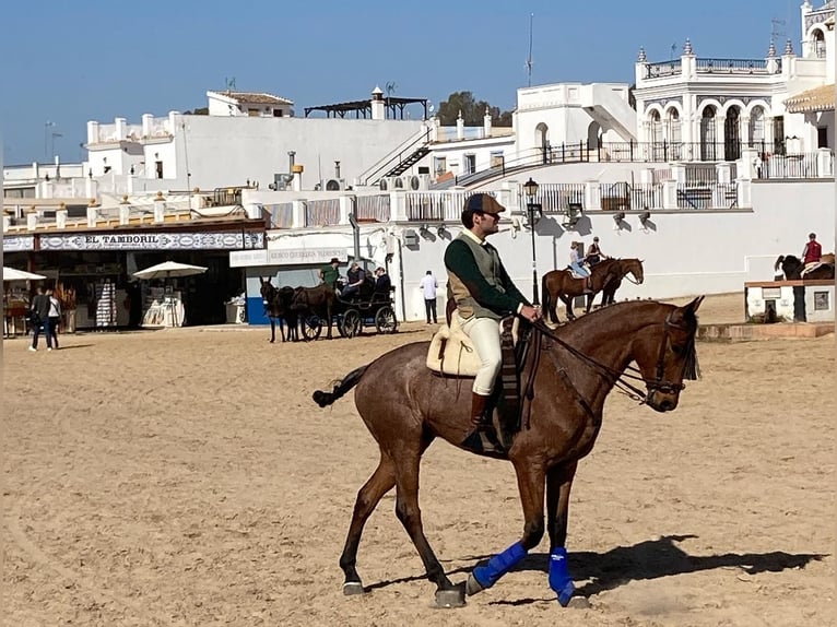 Anglo árabe Caballo castrado 6 años 167 cm Ruano azulado in Albala
