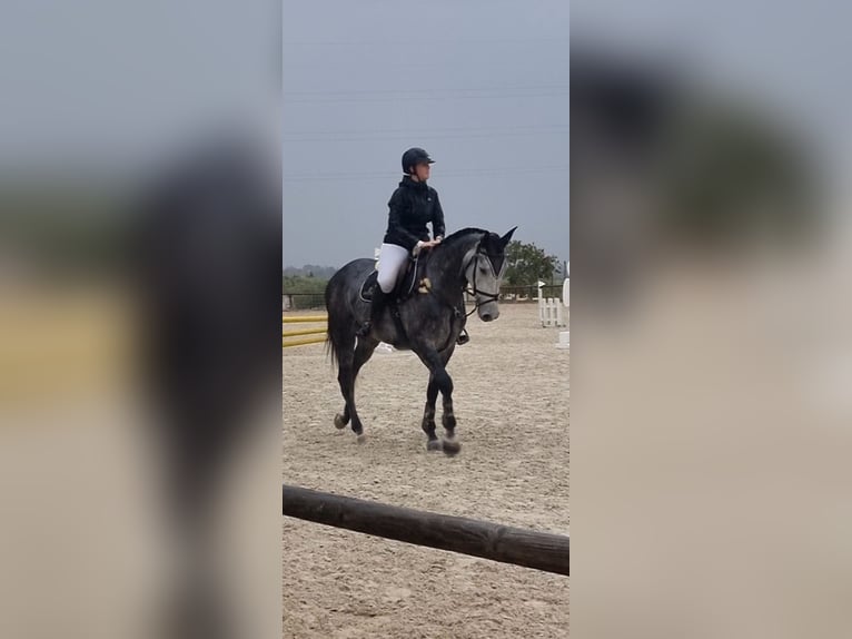 Anglo árabe Mestizo Caballo castrado 6 años 168 cm Tordo rodado in Alicante