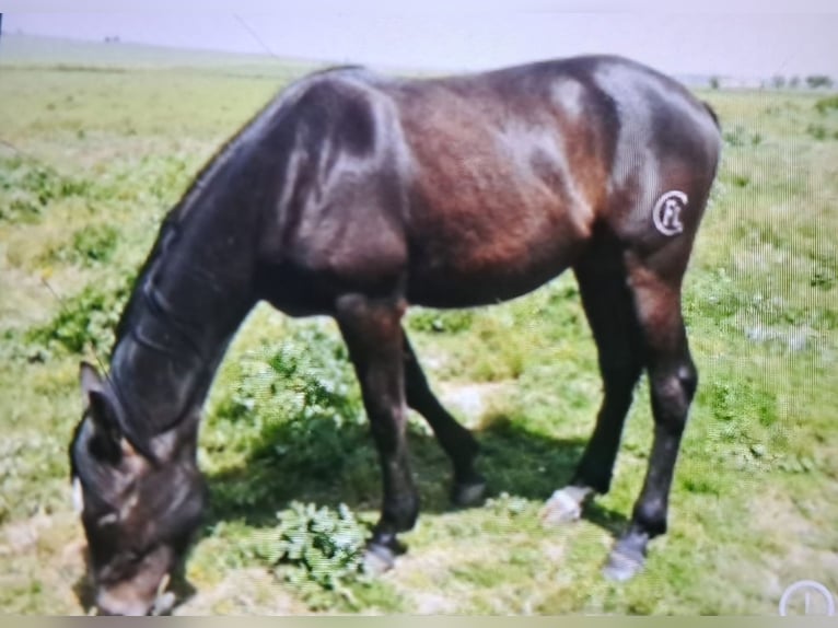 Anglo árabe Mestizo Caballo castrado 6 años 168 cm Tordo rodado in Alicante