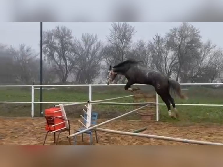 Anglo árabe Mestizo Caballo castrado 6 años 174 cm Tordo in La Flecha