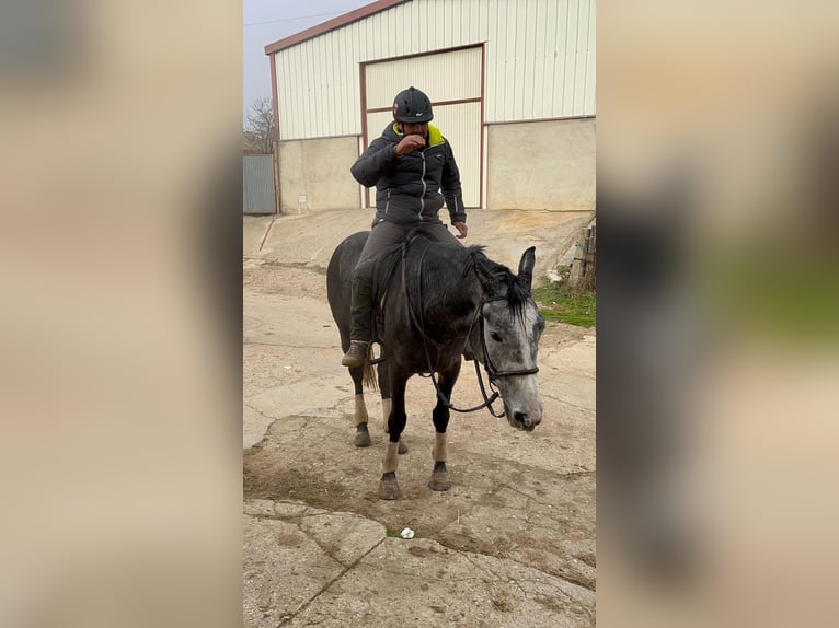 Anglo árabe Mestizo Caballo castrado 6 años 174 cm Tordo in La Flecha