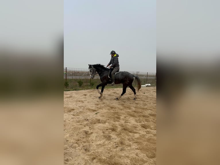 Anglo árabe Mestizo Caballo castrado 6 años 174 cm Tordo in La Flecha