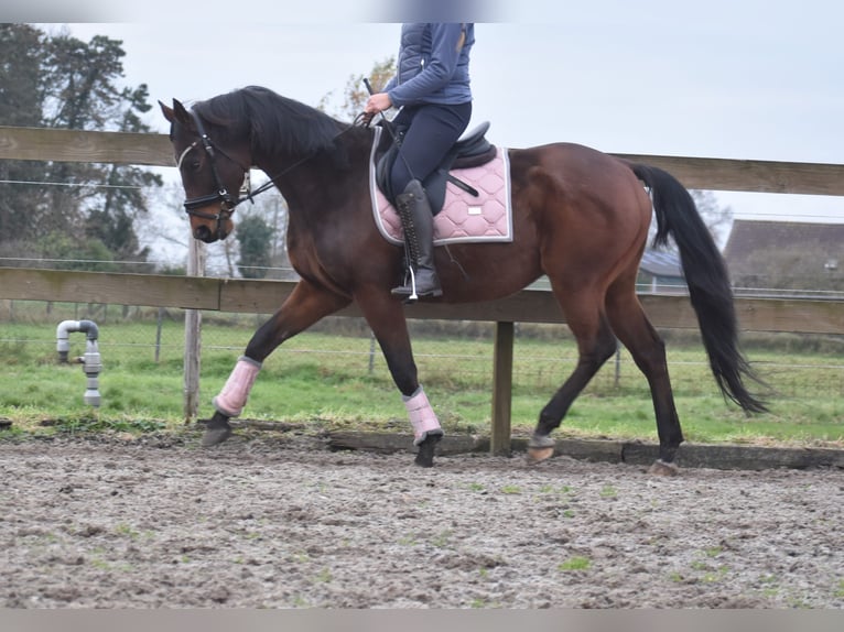 Anglo árabe Caballo castrado 7 años 161 cm Castaño in Achtmaal