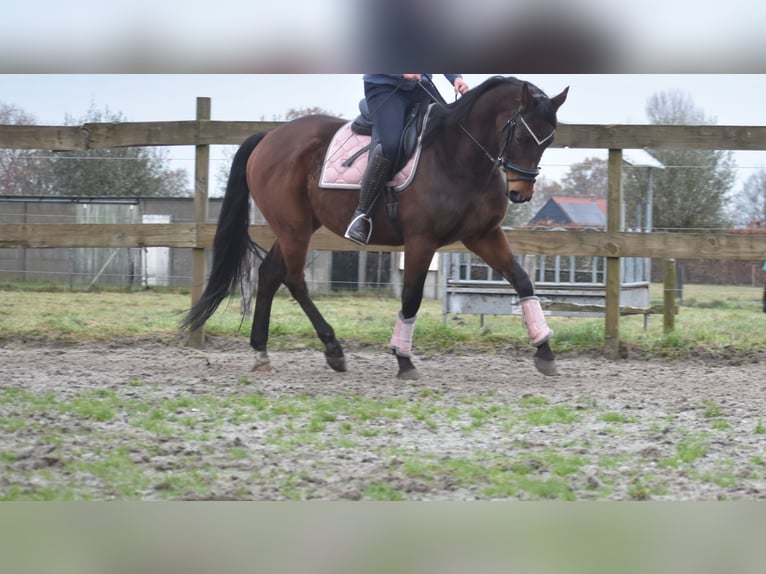 Anglo árabe Caballo castrado 7 años 161 cm Castaño in Achtmaal