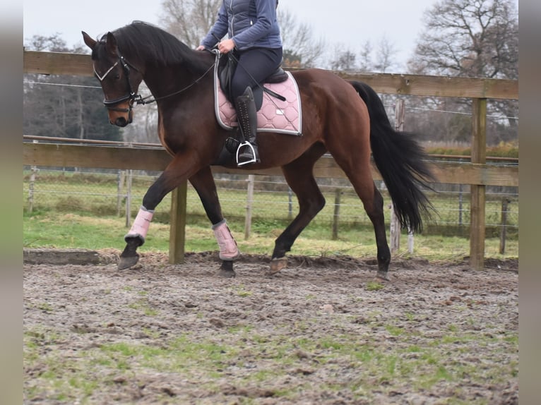 Anglo árabe Caballo castrado 7 años 161 cm Castaño in Achtmaal