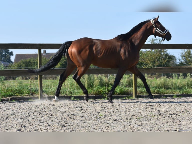 Anglo árabe Caballo castrado 7 años 161 cm Castaño in Achtmaal