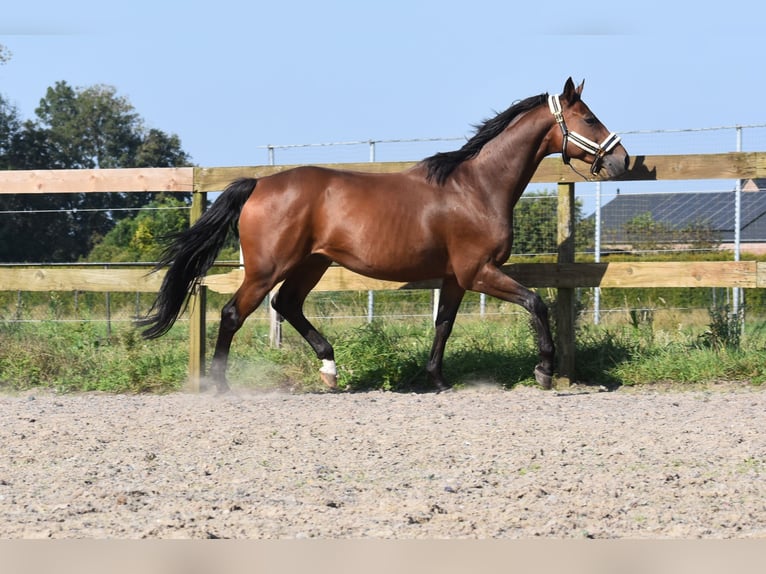 Anglo árabe Caballo castrado 7 años 161 cm Castaño in Achtmaal