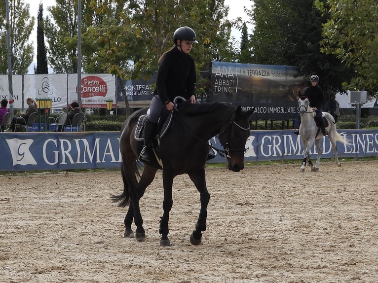 Anglo árabe Caballo castrado 7 años 163 cm Castaño oscuro in Gualdo Tadino