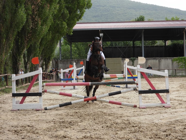 Anglo árabe Caballo castrado 7 años 163 cm Castaño oscuro in Gualdo Tadino