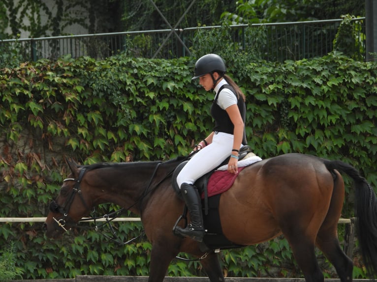 Anglo árabe Caballo castrado 7 años 163 cm Castaño oscuro in Gualdo Tadino