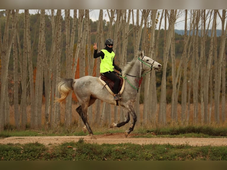 Anglo árabe Caballo castrado 7 años 163 cm Tordo in L'Estany