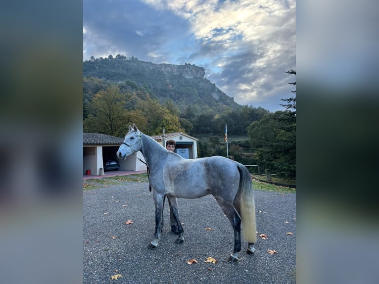 Anglo árabe Caballo castrado 7 años 163 cm Tordo in L'Estany