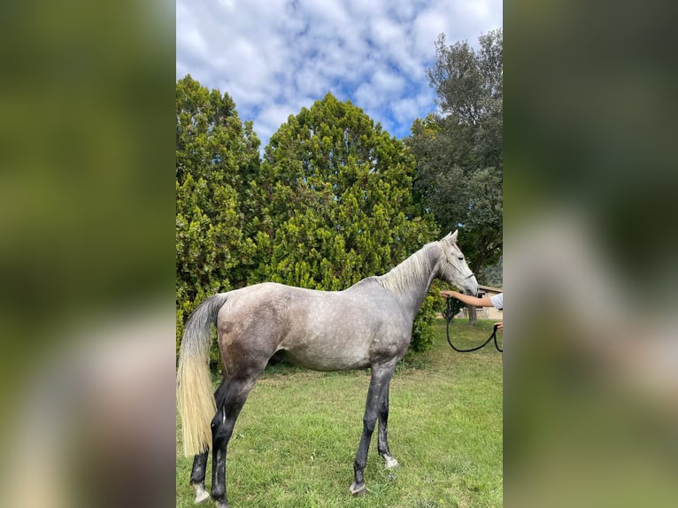 Anglo árabe Caballo castrado 7 años 163 cm Tordo in L'Estany