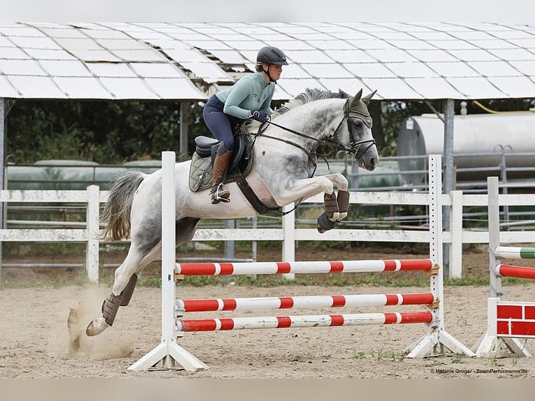 Anglo árabe Caballo castrado 7 años 164 cm Pío in Bad Oldesloe