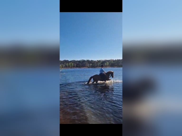 Anglo árabe Caballo castrado 8 años 143 cm Alazán in Son en Breugel