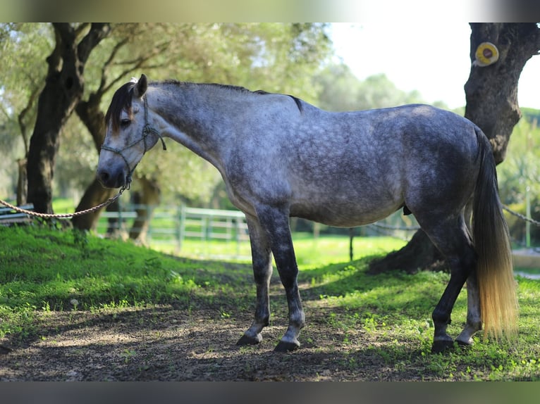 Anglo árabe Mestizo Caballo castrado 8 años 153 cm Tordo rodado in Vejer de la Frontera