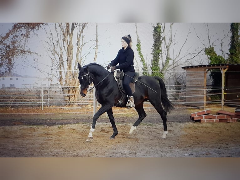 Anglo árabe Caballo castrado 8 años 155 cm Castaño in Oberpullendorf