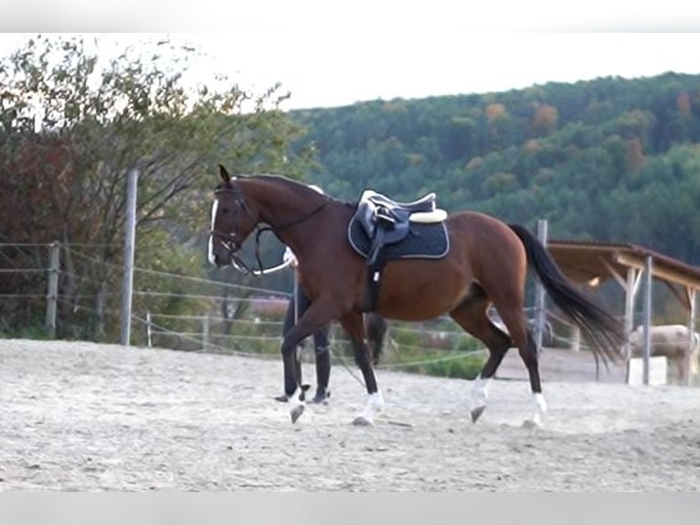 Anglo árabe Caballo castrado 8 años 155 cm Castaño in Oberpullendorf
