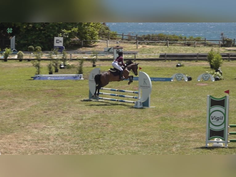 Anglo árabe Caballo castrado 8 años 158 cm Castaño in Gijon