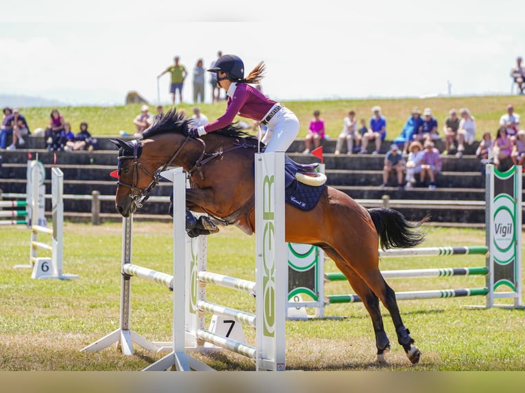 Anglo árabe Caballo castrado 8 años 158 cm Castaño in Gijon