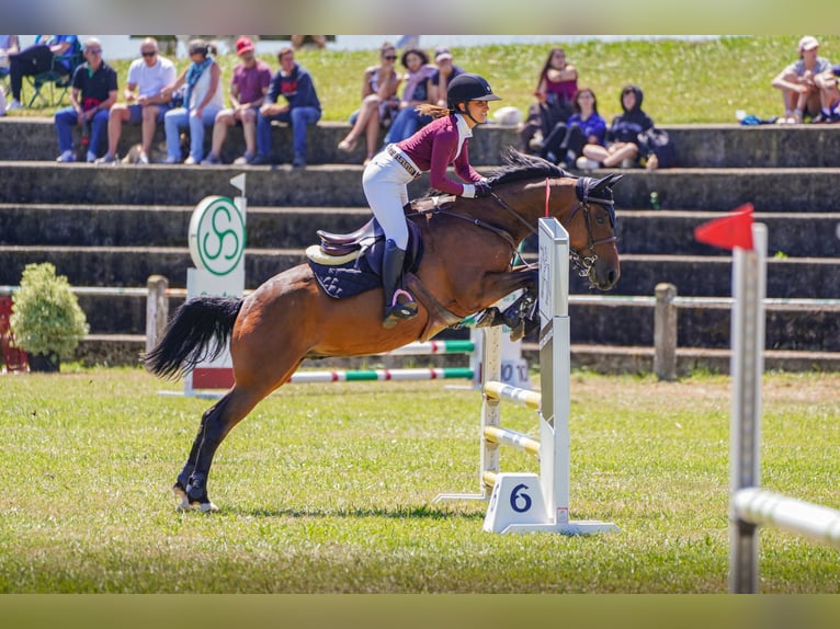 Anglo árabe Caballo castrado 8 años 158 cm Castaño in Gijon