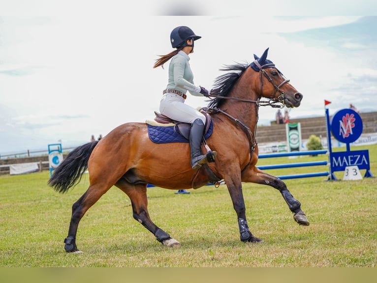 Anglo árabe Caballo castrado 8 años 158 cm Castaño in Gijon