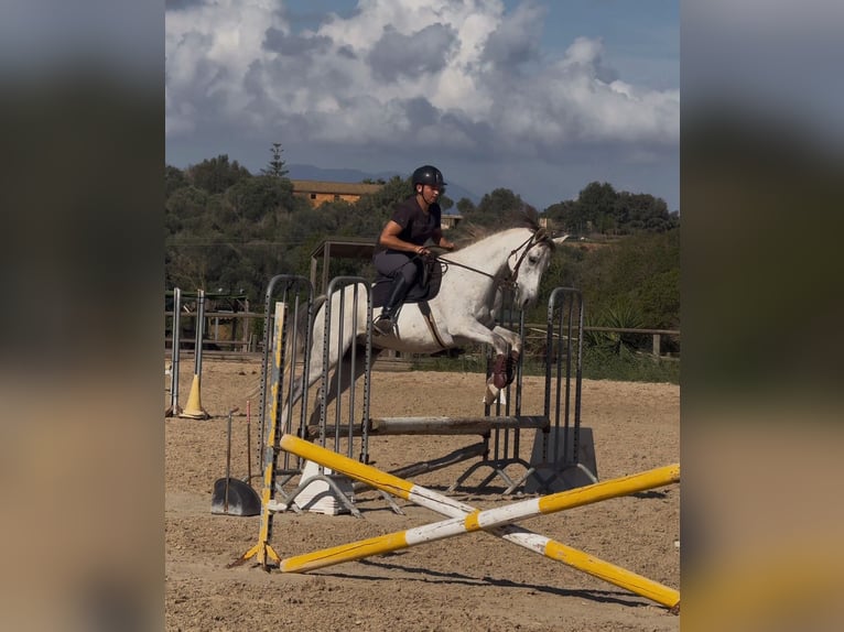 Anglo árabe Mestizo Caballo castrado 8 años 158 cm Tordo in Es Pitlari