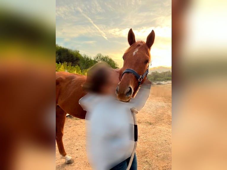 Anglo árabe Caballo castrado 8 años 160 cm Alazán in Vilanova I La Geltru