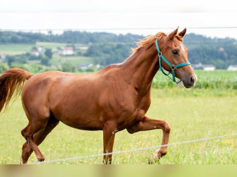 Anglo árabe Caballo castrado 8 años 165 cm Alazán in Feldkirchen an der Donau