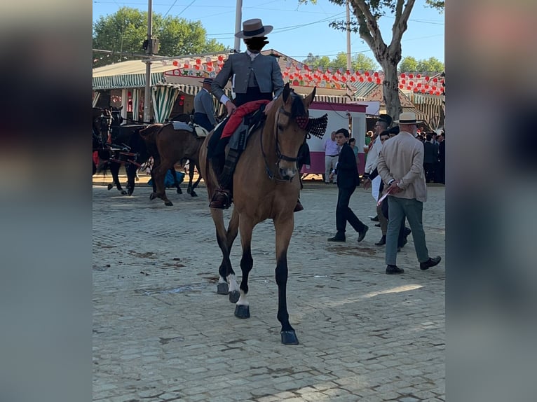 Anglo árabe Caballo castrado 8 años 166 cm Bayo in Ubeda