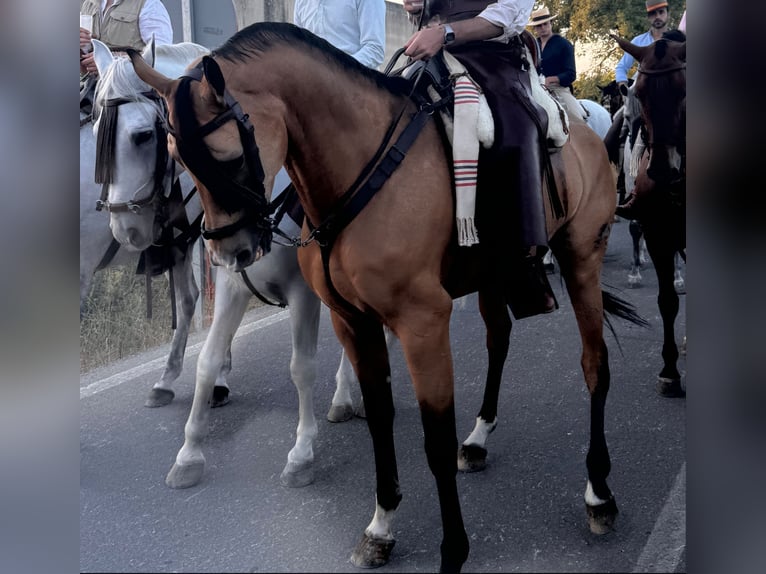 Anglo árabe Caballo castrado 8 años 166 cm Bayo in Ubeda