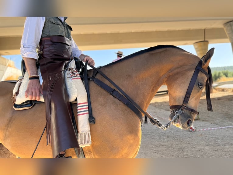 Anglo árabe Caballo castrado 8 años 166 cm Bayo in Ubeda