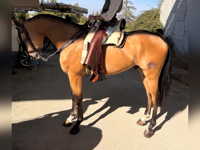 Anglo árabe Caballo castrado 8 años 166 cm Bayo in Ubeda