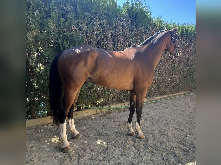 Anglo árabe Caballo castrado 8 años 170 cm Castaño in Sevilla