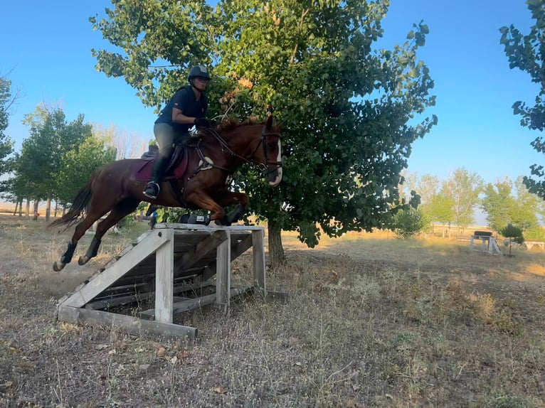 Anglo árabe Caballo castrado 9 años 160 cm Alazán in Salobral