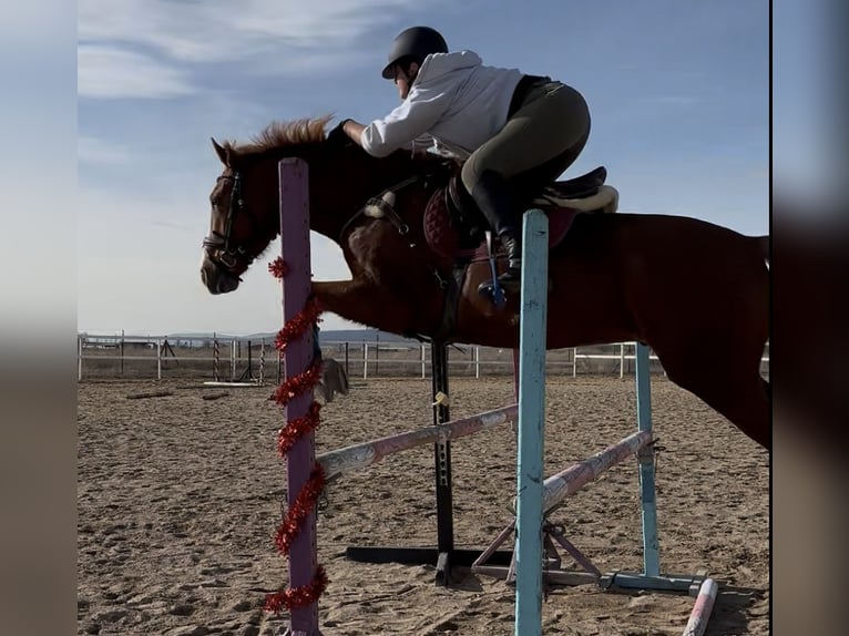 Anglo árabe Caballo castrado 9 años 160 cm Alazán in Salobral