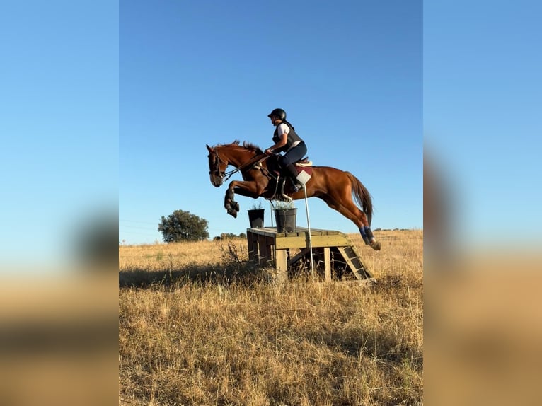 Anglo árabe Caballo castrado 9 años 160 cm Alazán in Salobral