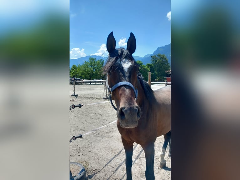 Anglo árabe Caballo castrado 9 años 161 cm Castaño oscuro in Reutte