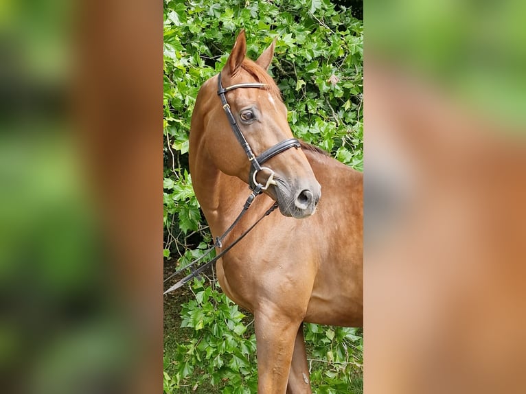 Anglo árabe Caballo castrado 9 años 168 cm Alazán-tostado in Majenfelde