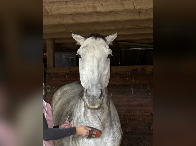 Anglo árabe Caballo castrado 9 años 170 cm Tordo rodado in Ebhausen