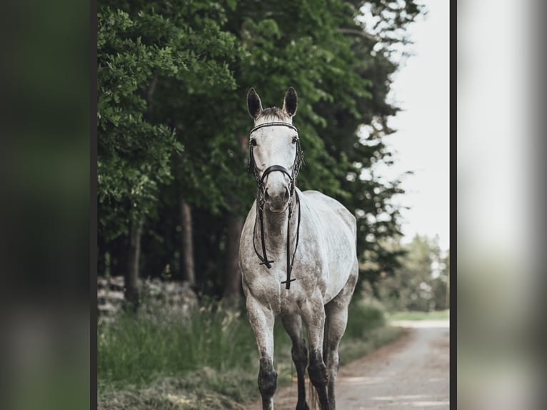Anglo árabe Caballo castrado 9 años 170 cm Tordo rodado in Ebhausen