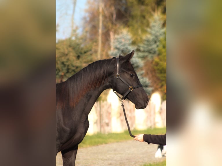 Anglo arabe Étalon 1 Année 173 cm Noir in Santok