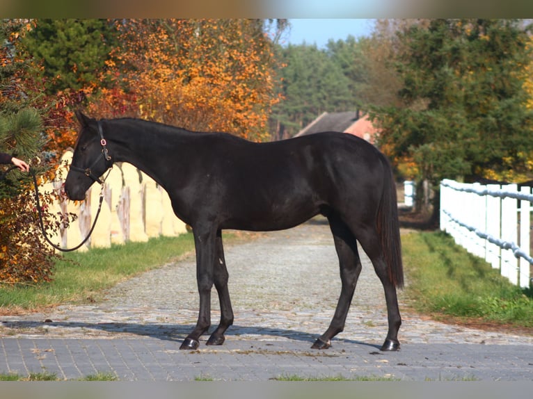 Anglo arabe Étalon 1 Année 173 cm Noir in Santok